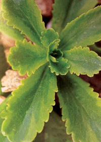 Sedum ellacombianum 'Variegatum'